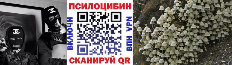 купить Урюпинск Псилоцибиновые грибы Cubensis
