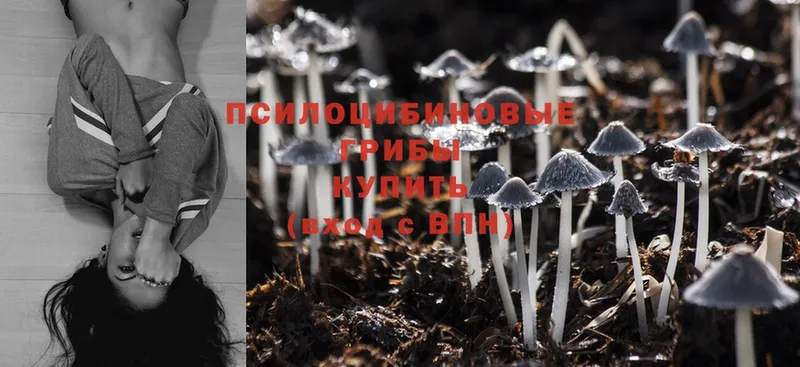 мега как войти  Урюпинск  Галлюциногенные грибы Psilocybe 